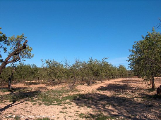 Finca en venta en Calaceite (Teruel)