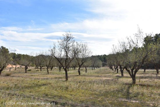 Finca en venta en Calaceite (Teruel)