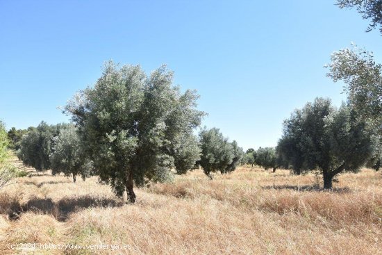 Finca en venta en Arens de Lledó (Teruel)