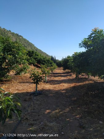 Finca para invertir en Coín (Málaga)