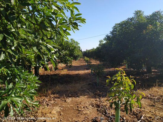 Finca para invertir en Coín (Málaga)