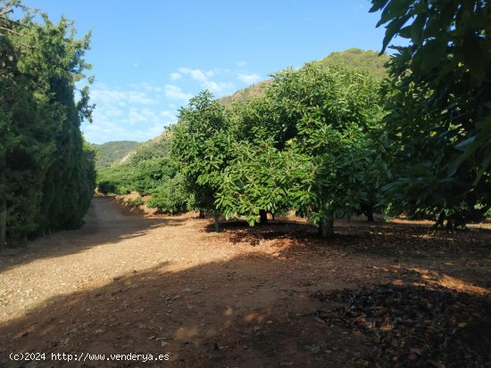 Finca para invertir en Coín (Málaga)