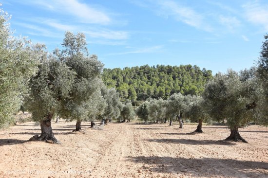 Finca en venta en Mazaleón (Teruel)