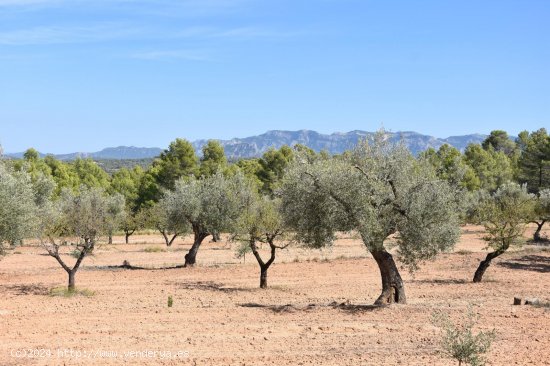  Finca en venta en Arens de Lledó (Teruel) 