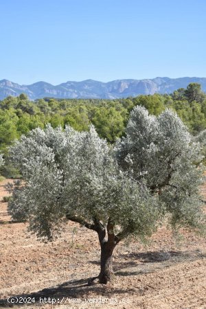 Finca en venta en Arens de Lledó (Teruel)