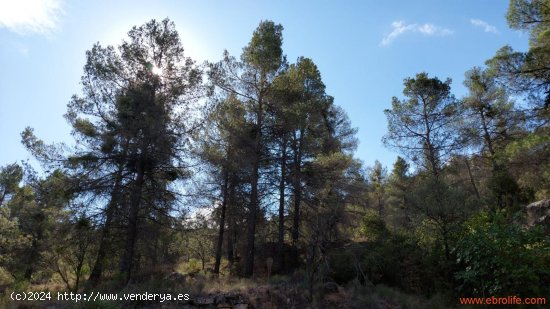 Finca en venta en Fórnoles (Teruel)