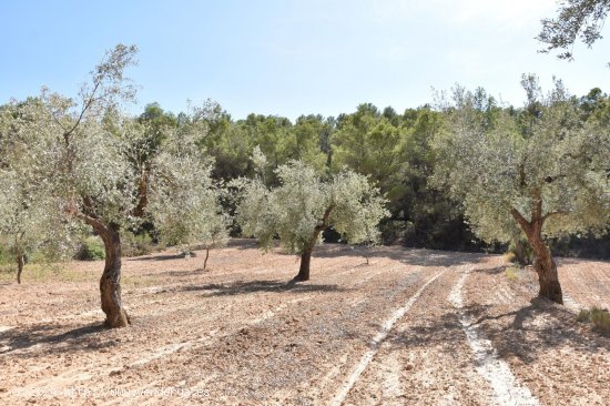 Finca en venta en Arens de Lledó (Teruel)