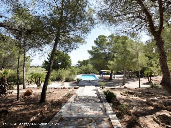 Finca en venta en Torrevieja (Alicante)