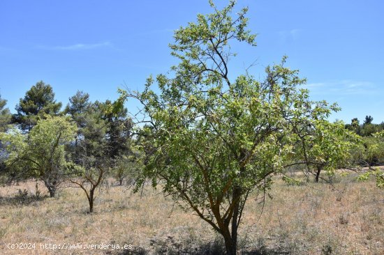 Finca en venta en Lledó (Teruel)