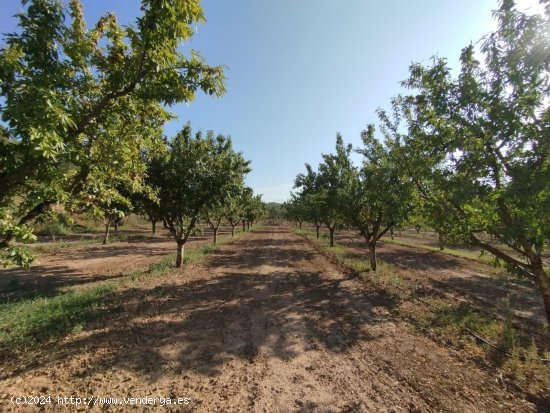 Finca en venta en Torre del Compte (Teruel)