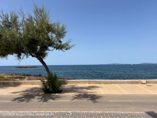 Piso en alquiler en Palma de Mallorca (Baleares)