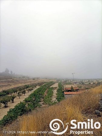 Finca en venta en Granadilla de Abona (Tenerife)