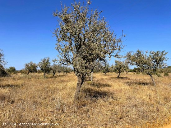 Solar en venta en Campos (Baleares)