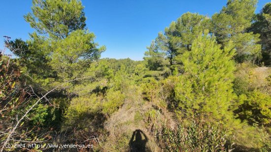 Solar en venta en Tivissa (Tarragona)