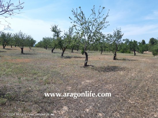 Finca en venta en Calaceite (Teruel)