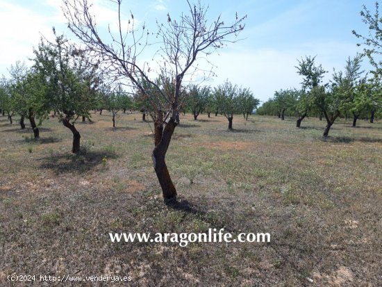 Finca en venta en Calaceite (Teruel)