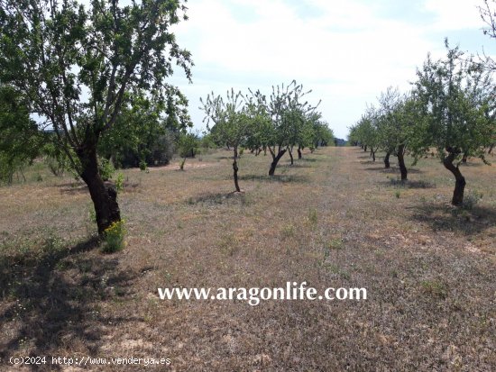 Finca en venta en Calaceite (Teruel)