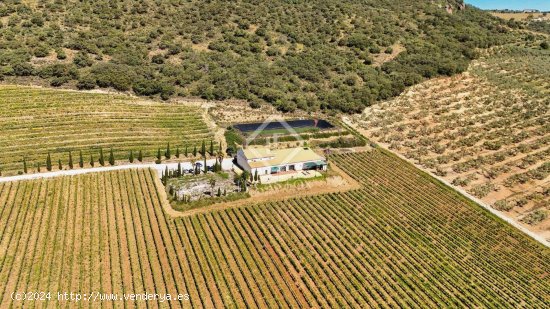 Finca en venta en Ronda (Málaga)