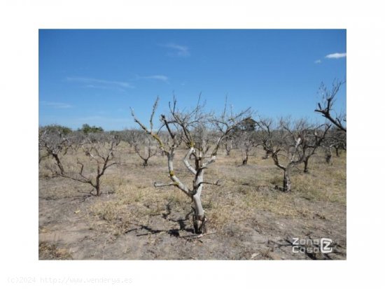 Finca en venta en Algemesí (Valencia)