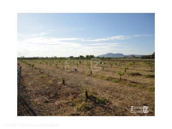 Finca en venta en Algemesí (Valencia)