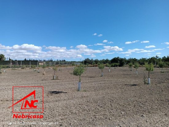 Finca en venta en El Cuervo de Sevilla (Sevilla)