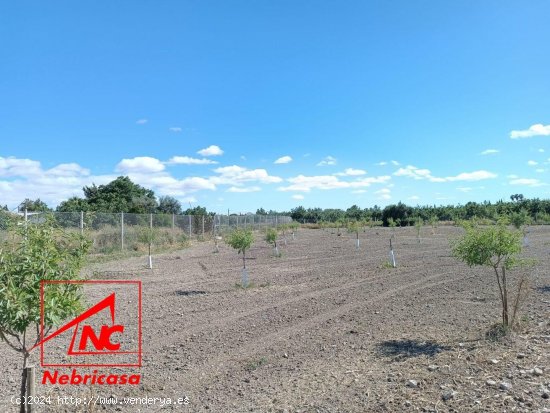 Finca en venta en El Cuervo de Sevilla (Sevilla)