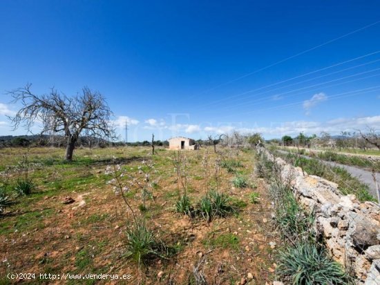 Parcela en venta en Manacor (Baleares)