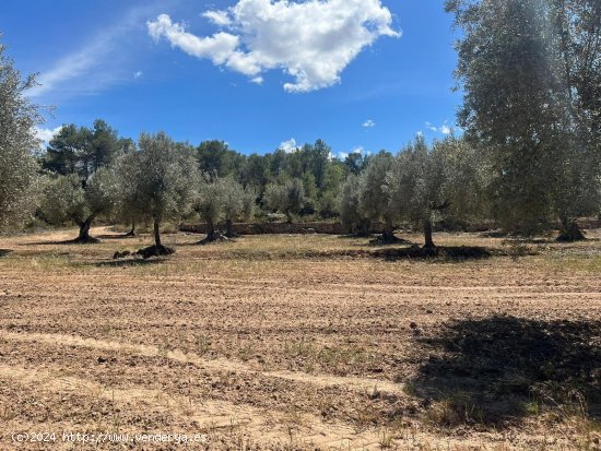  Finca en venta en Arens de Lledó (Teruel) 