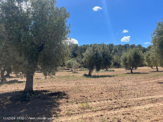 Finca en venta en Arens de Lledó (Teruel)