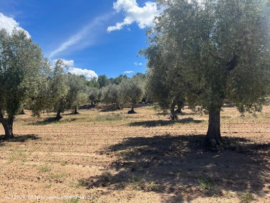 Finca en venta en Arens de Lledó (Teruel)