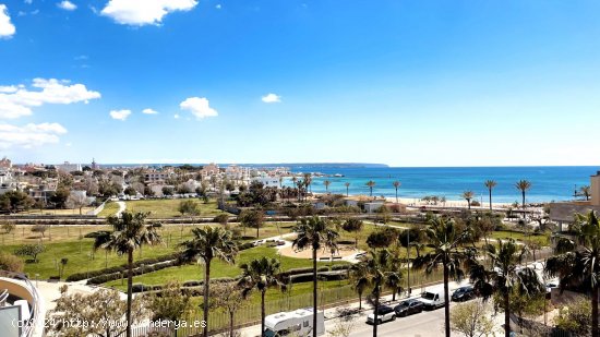 Piso en alquiler en Palma de Mallorca (Baleares)