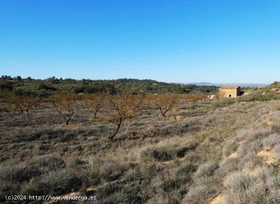 Finca en venta en Caspe (Zaragoza)