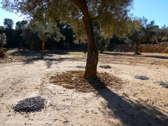 Finca en venta en Mazaleón (Teruel)