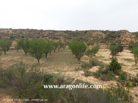 Finca en venta en Maella (Zaragoza)