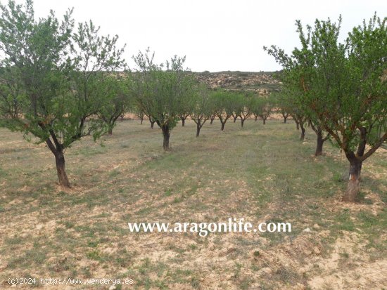 Finca en venta en Maella (Zaragoza)