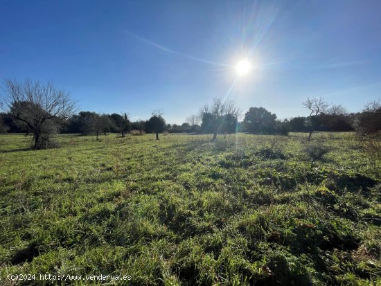 Solar en venta en Campanet (Baleares)