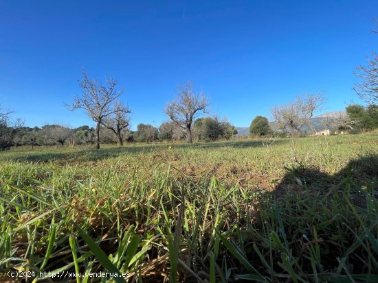 Solar en venta en Campanet (Baleares)