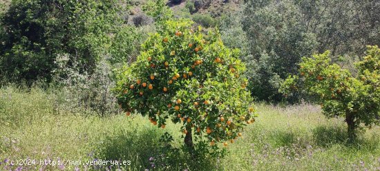 Finca en venta en Málaga (Málaga)