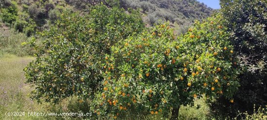 Finca en venta en Málaga (Málaga)