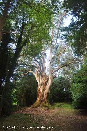 Parcela en venta en Tapia de Casariego (Asturias)