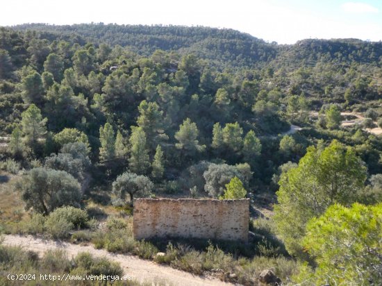  Finca en venta en Maella (Zaragoza) 