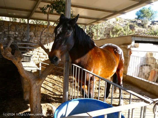 Finca en venta en Caspe (Zaragoza)