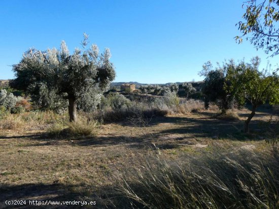 Finca en venta en Maella (Zaragoza)