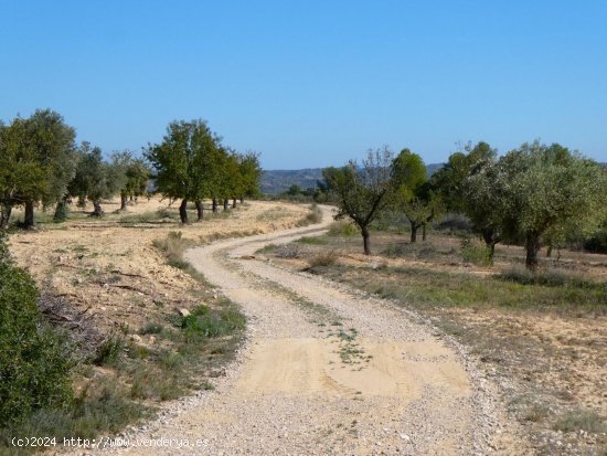 Finca en venta en Maella (Zaragoza)