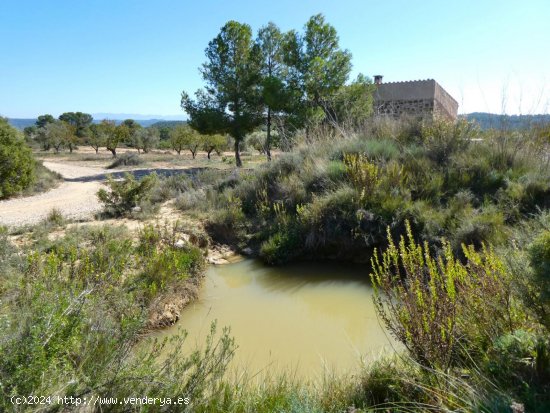 Finca en venta en Maella (Zaragoza)