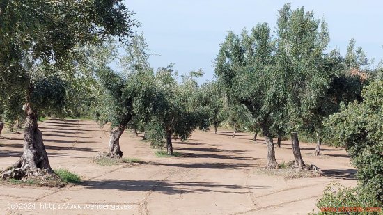 Finca en venta en Cretas (Teruel)