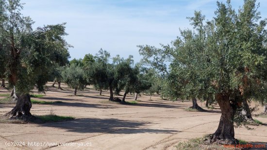 Finca en venta en Cretas (Teruel)