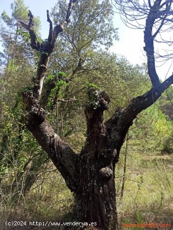 Finca en venta en Fórnoles (Teruel)