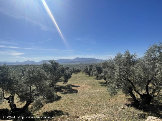 Parcela en venta en Mollina (Málaga)