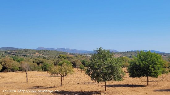 Solar en venta en Manacor (Baleares)